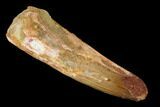 Spinosaurus Tooth - Real Dinosaur Tooth #153444-1